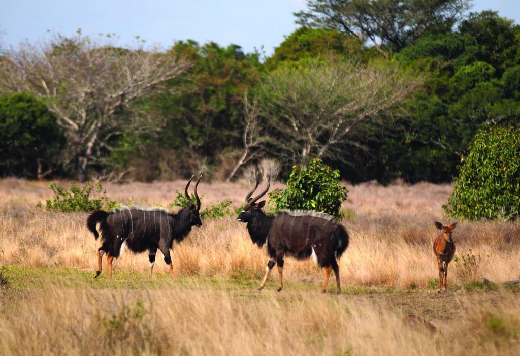Gooderson Bushlands Game Lodge Hluhluwe Ngoại thất bức ảnh