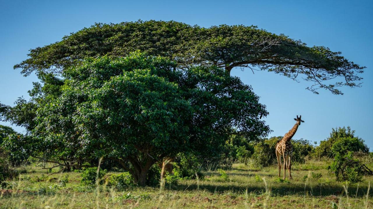 Gooderson Bushlands Game Lodge Hluhluwe Ngoại thất bức ảnh