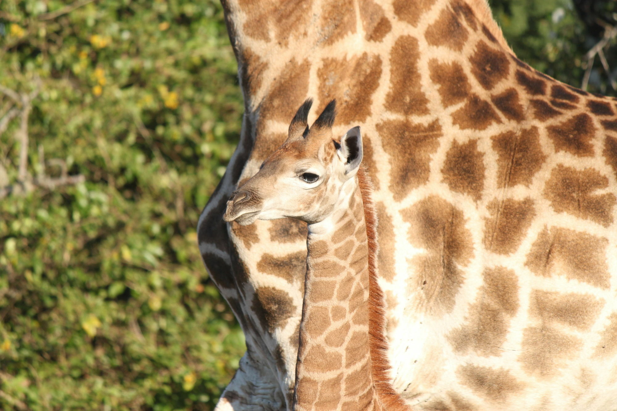 Gooderson Bushlands Game Lodge Hluhluwe Ngoại thất bức ảnh