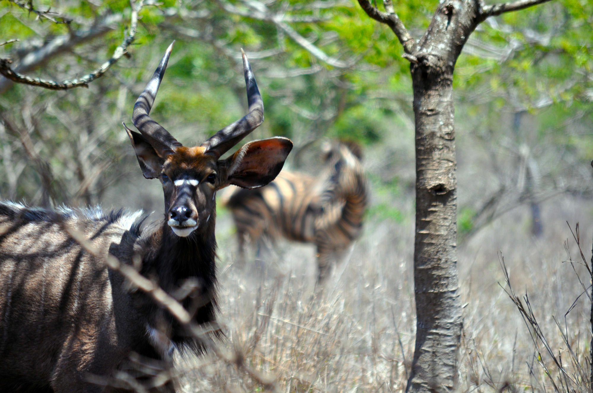 Gooderson Bushlands Game Lodge Hluhluwe Ngoại thất bức ảnh