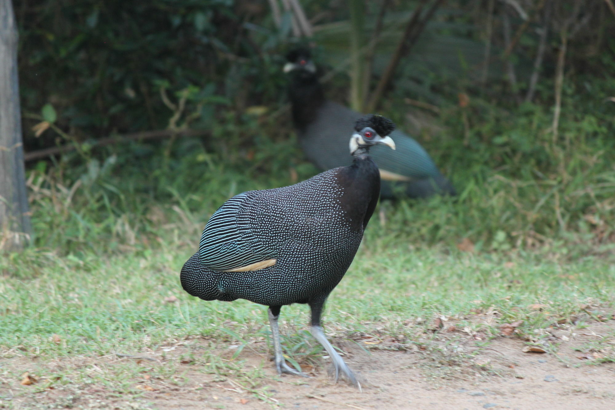 Gooderson Bushlands Game Lodge Hluhluwe Ngoại thất bức ảnh